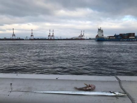 ＳＳコスモ　タチウオ調査